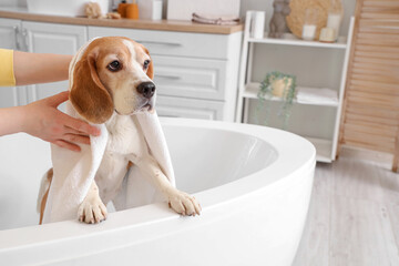 Woman wiping Beagle dog with towel after washing in bathroom, closeup