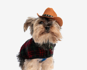 adorable yorkshire terrier puppy wearing cowboy hat and jacket