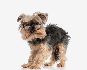 adorable yorkshire terrier dog with collar looking over glasses