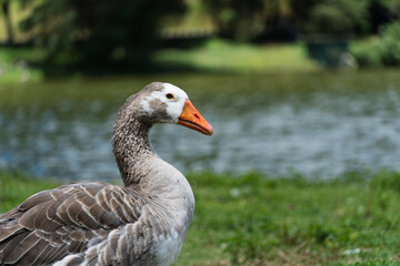 Goose with a broken leg on the shores of Lake Comary. Sunny day. There are many animals like this in the region. Mountainous region of Rio de Janeiro, Brazil