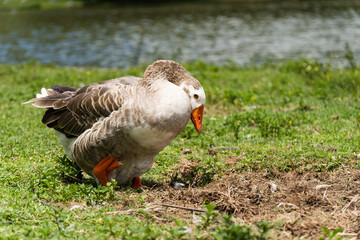 Goose with a broken leg on the shores of Lake Comary. Sunny day. There are many animals like this in the region. Mountainous region of Rio de Janeiro, Brazil