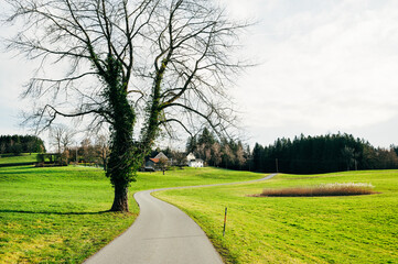 Fototapeta na wymiar A road through a farm in Germany in spring