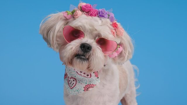 curious shih tzu wearing heart sunglasses and flowers headband is turning to side on blue background