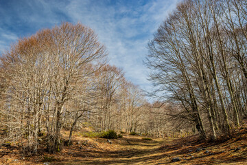 Fototapeta premium A beech forest, in Campo Felice, Italy. On the mountains of the Abruzzo Apennines. The bare trees in winter, the clear blue sky, the grassy hills, bushes, shrubs and rocks.
