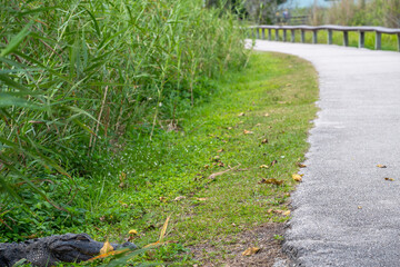 American alligator sitting along a footpath from the Royal Palm Visitor Center along the Anhinga...