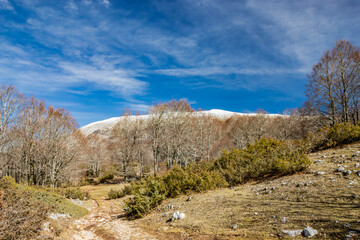 Fototapeta na wymiar A beech forest, in Campo Felice, Italy. On the mountains of the Abruzzo Apennines. The bare trees in winter, the clear blue sky, the snow-capped mountain peaks in the background.