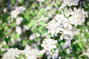 A flowering branch on nature in the park background
