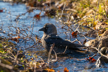 Western jackdaw Coloeus monedula washing in a small stream.
