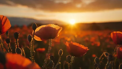 Fotobehang Poppy Fields. Sunset Blooms © Marko