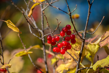 Red beries on a tree at fall.
