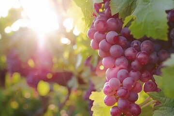 Vineyard at sunny day, green vines and ripe grapes - obrazy, fototapety, plakaty