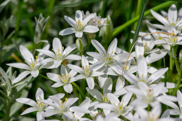 Ornithogalum umbellatum grass lily in bloom, small ornamental and wild white flowering springtime plant