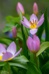 Tulipa saxatilis bright pink yellow flowering cretan tulip flowers, springtime beautiful ornamental rock plants in bloom