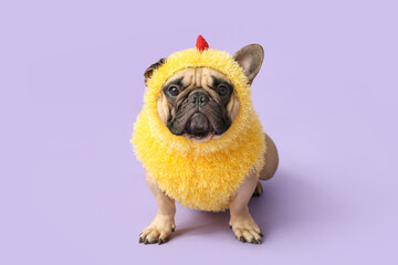 Cute French bulldog in chick costume on lilac background. Easter celebration