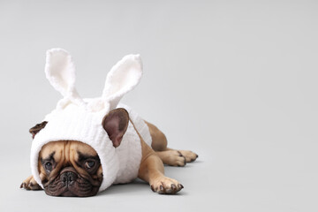 Cute French bulldog in bunny costume on grey background. Easter celebration