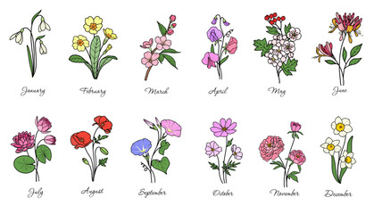 12 birth flowers vector, snowdrop, poppy, sweet pea, morning glory, cosmos, peony, narcissus, cherry blossom, hawthorn, primrose
