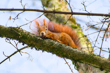 a red squirrel on the tree branch close-up