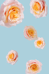 Pink roses on clock face. Time for spring concept.