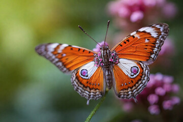 Fototapeta na wymiar Macro Aufnahme eines Schmetterlings auf einer Blüte