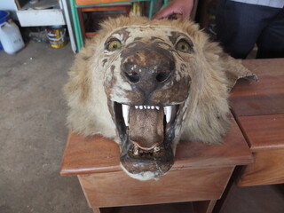 Stuffed lion head with mouth open showing its big teeth laying on a desk