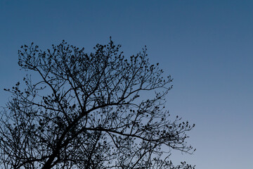 梅の枝　シルエット