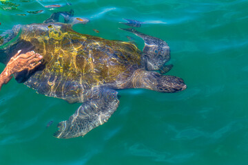 Sea turtle swimming in the sea