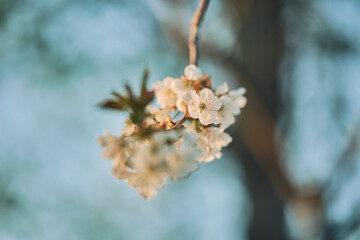 Apple Blossom in warm sunlight shallow depth of field. High quality photo
