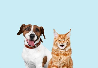 Portrait of cheerful pet dog and cat