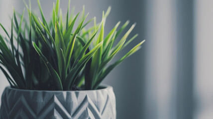 Minimalist Charm, Green Plant in Sleek Grey Pot