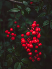 red berries on a branch
