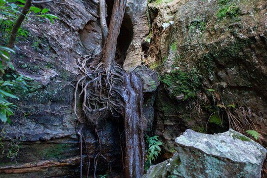 Tiger Snake Canyon, Wollemi National Park, NSW, Australia