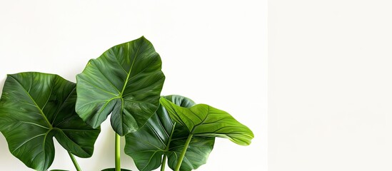 A potted plant with lush green leaves is displayed against a clean white background. The leaves are vibrant and healthy, creating a striking contrast against the white backdrop. The plant appears well