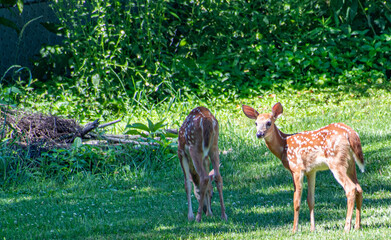 2 fawns in a field