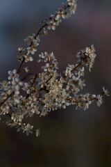 almond blossom tree