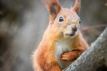 Close-up red fur squirrel looks right toward the camera lens. A red, fluffy squirrel sits on the branch and looks right toward the camera lens.	