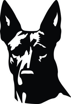 Belgian Malinois  portrait