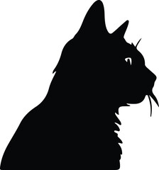 American Wirehair Cat  portrait