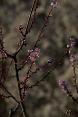 almond blossom tree