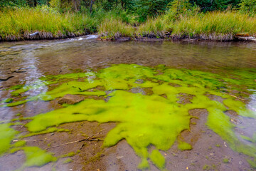 Cyanobacteria Forming Algal Mat