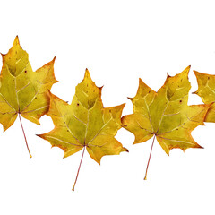 Maple Leaf. Seamless pattern of yellow fallen leaves. Deciduous trees. Watercolor illustration for background design, packaging, textiles