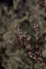 almond blossom tree
