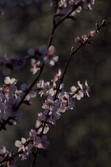 almond blossom tree