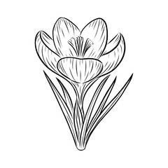 Vector spring crocus flower line art sketch, saffron drawing. Wildflower drawing. Coloring book illustration. Hand drawn botanical outline art. Isolated design element for background, pattern, logo.