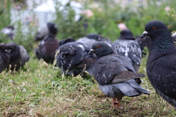pigeons in a urban garden in Paris