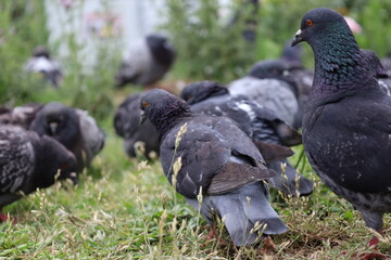 pigeons in a urban garden in Paris