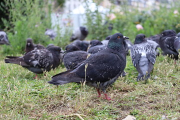 pigeons in a urban garden in Paris