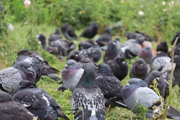 pigeons in a urban garden in Paris