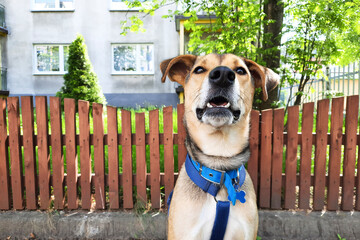 Happy dog ​​face. Selective focus. Funny pet during walk. Close-up portrait of young mongrel dog against blurred background of courtyard of residential area. Dog looking at camera
