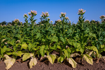 Fototapeta na wymiar Flowering tobacco plantation