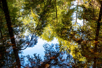 Treetops reflection in the water